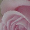 Bloemen